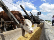 En julio, la sequía impulsó el ingreso a los feedlots: creció 6%