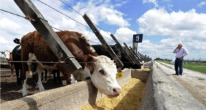 En julio, la sequía impulsó el ingreso a los feedlots: creció 6%