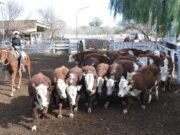 Valores estables en el último remate de junio de San Luis Feria