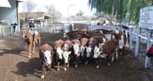 Valores estables en el último remate de junio de San Luis Feria