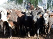 La Rural San Luis adhiere al reclamo nacional del campo, pero no al cese de comercialización de hacienda