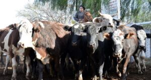 La Rural San Luis adhiere al reclamo nacional del campo, pero no al cese de comercialización de hacienda