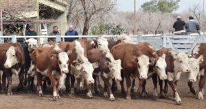Se realizó un nuevo remate de la firma consignataria San Luis Feria