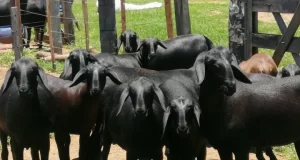 Expo Rural: cuáles son las bondades de la nueva raza ovina que se introdujo en la Argentina