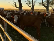 Aumenta la faena de novillos y las invernadas largas muestran los primeros resultados
