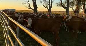 Aumenta la faena de novillos y las invernadas largas muestran los primeros resultados