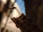 “Yateí”, la abeja nativa sin aguijón es una excelente opción para diversificar la producción de miel