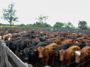 Valores de la invernada: recuperación anticipada renuevan expectativas para el productor