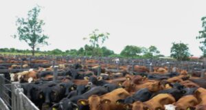 Valores de la invernada: recuperación anticipada renuevan expectativas para el productor