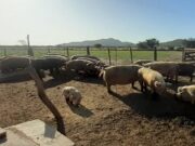 Vigilancia epidemiológica de rutina en granja de porcinos en la provincia de San Luis