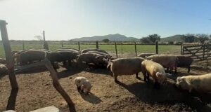 Vigilancia epidemiológica de rutina en granja de porcinos en la provincia de San Luis