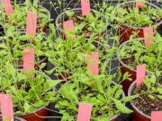 Descubren cómo en condiciones ambientales adversas las plantas ajustan el crecimiento para optimizar su arquitectura y poder sobrevivir