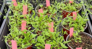 Descubren cómo en condiciones ambientales adversas las plantas ajustan el crecimiento para optimizar su arquitectura y poder sobrevivir