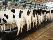 Tambo: claves de gestión para mantenerse en pie