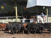 San Luis Feria remató más de mil cabezas con valores sostenidos