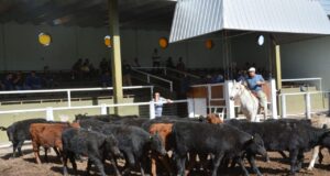 San Luis Feria remató más de mil cabezas con valores sostenidos