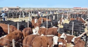 Las mejores fotos de la Vendimia Ganadera del este mendocino