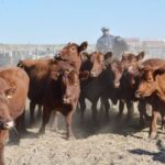 WhatsApp Image 2022-08-28 at 12.31.27 PM (2)