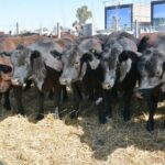 WhatsApp Image 2022-08-28 at 12.31.34 PM (2)