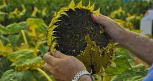 San Luis: creció la intención de siembra de girasol para la nueva campaña