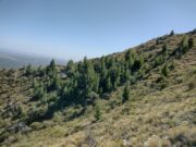 Pinos en la sierra de San Luis: una especie invasiva en los Comechingones