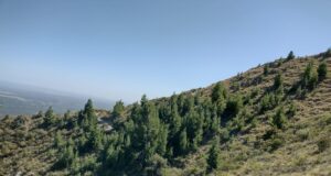 Pinos en la sierra de San Luis: una especie invasiva en los Comechingones