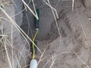 Investigación en San Luis: ¿cuánta agua usa el chañar?