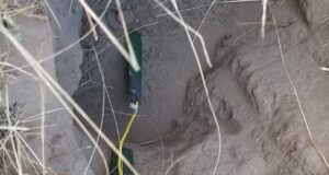 Investigación en San Luis: ¿cuánta agua usa el chañar?