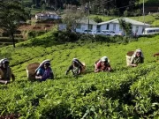Sri Lanka da marcha atrás con la prohibición del glifosato tras el derrumbe productivo