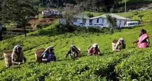 Sri Lanka da marcha atrás con la prohibición del glifosato tras el derrumbe productivo