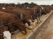 “Números horribles”: los feedlots dejan de reponer hacienda