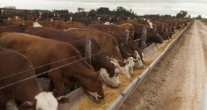 “Números horribles”: los feedlots dejan de reponer hacienda