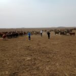 2 – LA AFIP INTERDICTÓ 2.400 TONELADAS DE GRANOS EN UN FEEDLOT QUE PRESENTABA IRREGULARIDADES