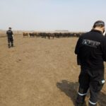 3 – LA AFIP INTERDICTÓ 2.400 TONELADAS DE GRANOS EN UN FEEDLOT QUE PRESENTABA IRREGULARIDADES