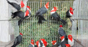 San Luis recibió cardenales copete rojo que se recuperan en la provincia para volver a vivir en libertad