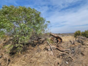 El gobierno de San Luis desactivó un nuevo desmonte ilegal, ahora en Suyuque-Los Molles
