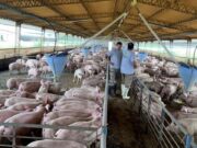 Tambos, avícolas, feedlots y productores porcinos alertan por una suba de sus insumos y de precios
