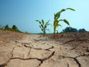 La tercera Niña consecutiva complicaría el inicio de la cosecha gruesa