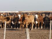 Sumar probióticos a la dieta del ganado permitiría reemplazar a los antibióticos como promotores de crecimiento
