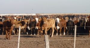Sumar probióticos a la dieta del ganado permitiría reemplazar a los antibióticos como promotores de crecimiento