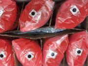 Control de plagas: Mendoza reanuda la exportación de insectos estériles a Chile