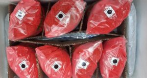 Control de plagas: Mendoza reanuda la exportación de insectos estériles a Chile