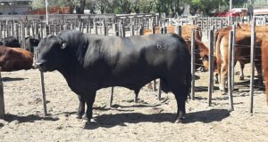 San Luis: Cabaña “Balcón del Sol” ganó dos premios en la Expo Nacional de Limangus