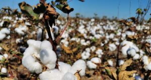 Algodón: el 45 % de las variedades sembradas en el país son de INTA