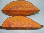 Batatas de pulpa naranja: evalúan el potencial antioxidante