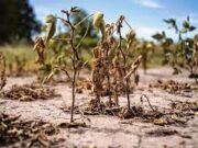 El CAA alerta sobre el riesgo de la sequía y de la falta de legislación preventiva