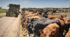 Se terminó el veranito para los feedlots y empiezan los problemas: Aumentó la brecha productiva y denuncian que no dan los números