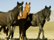 Refuerzo en los controles de anemia infecciosa equina en la provincia de San Luis