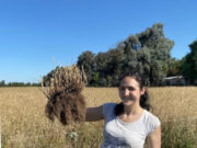 Un pasto forrajero podría desplazar a las leguminosas de las pasturas