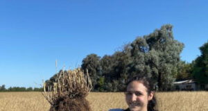 Un pasto forrajero podría desplazar a las leguminosas de las pasturas